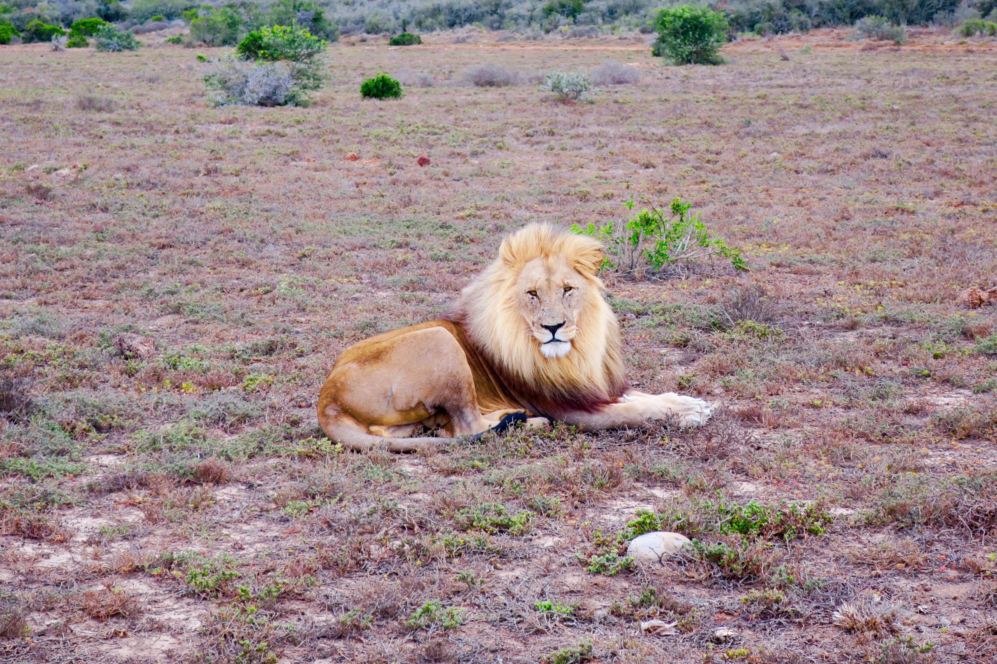 Lion striking a pose