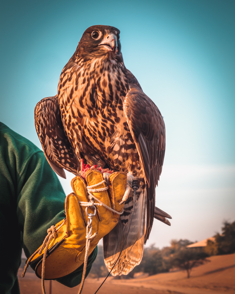 Al Maha, a Luxury Collection Desert Resort & Spa, Dubai falcon