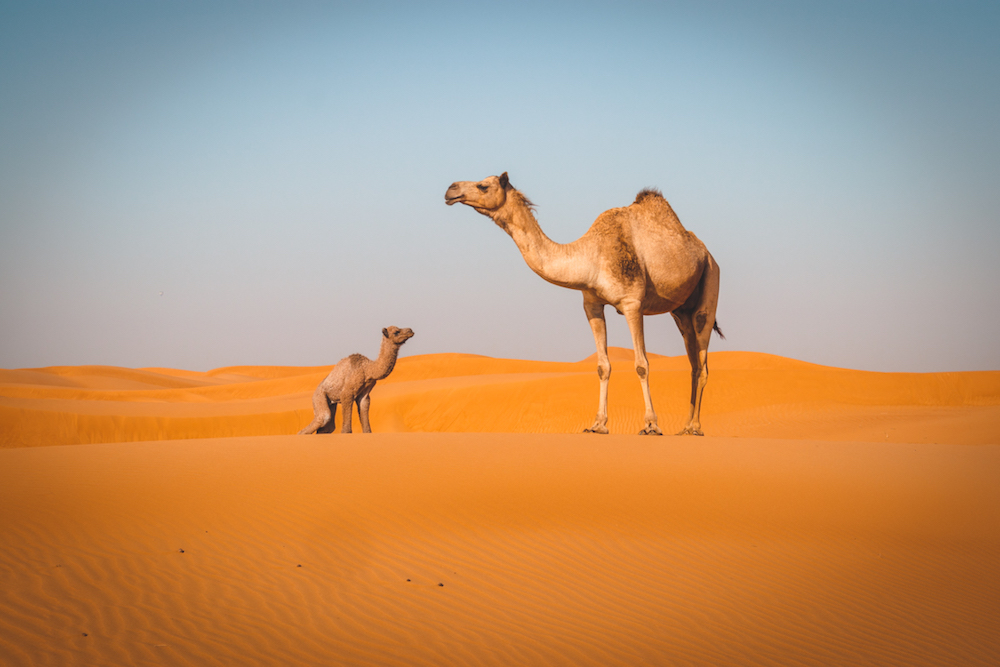 Al Maha, a Luxury Collection Desert Resort & Spa, Dubai camel and oryx