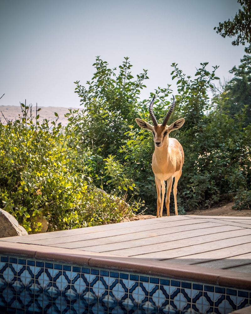 Al Maha, a Luxury Collection Desert Resort & Spa, Dubai - The Bedouin Suite gazelle