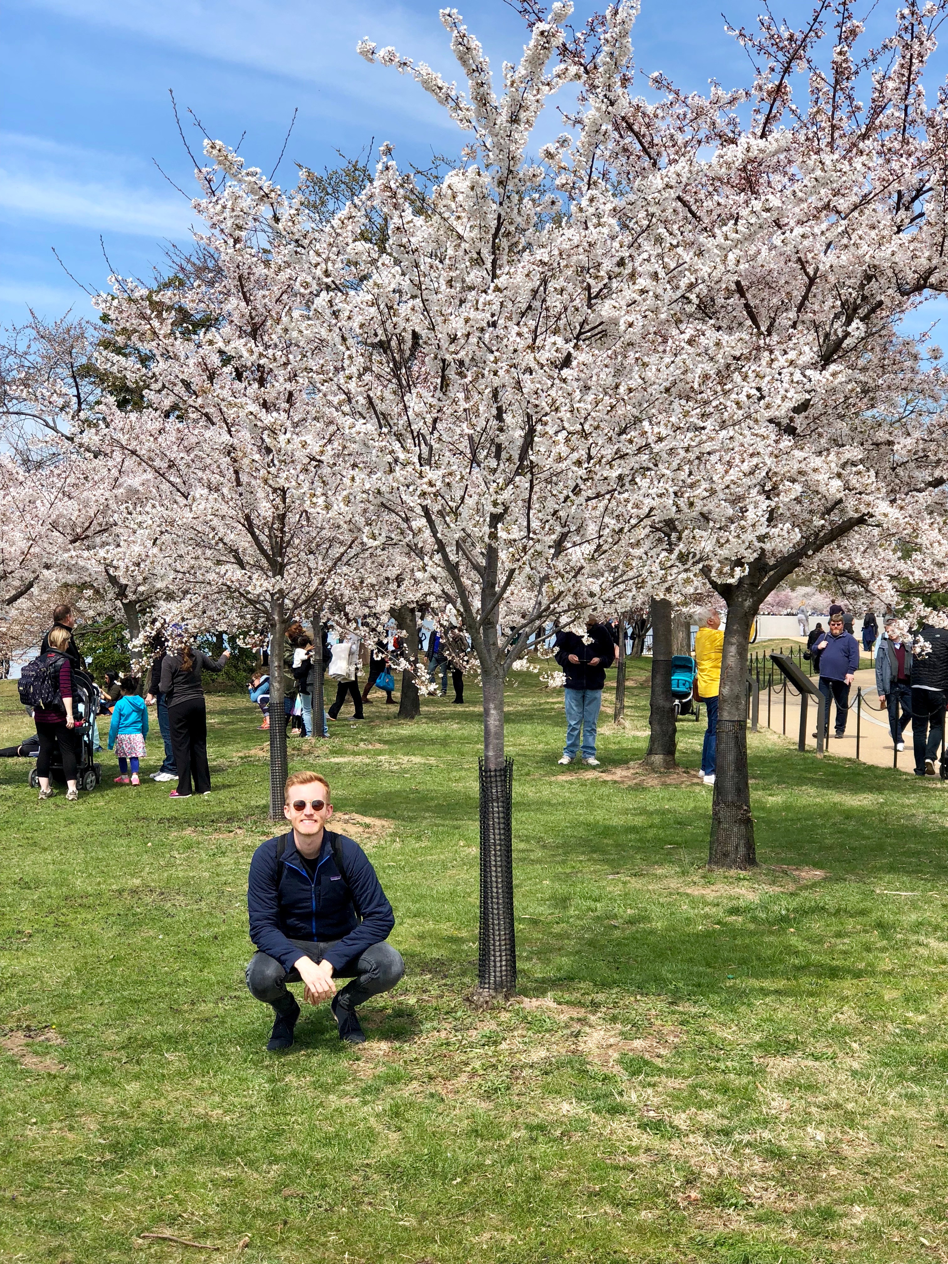 Matt in Washington DC cherry blossoms
